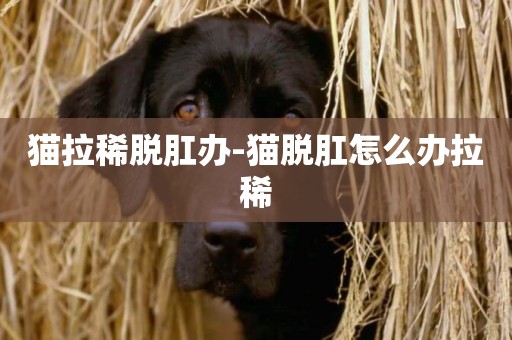 貓拉稀脫肛辦-貓脫肛怎么辦拉稀