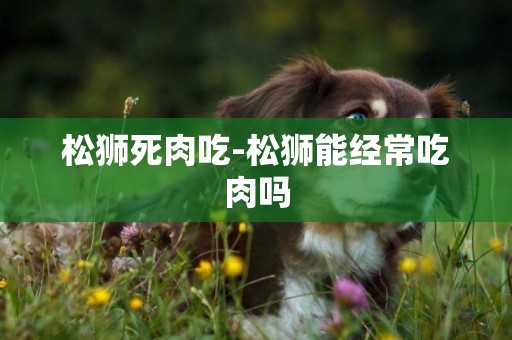 松獅死肉吃-松獅能經常吃肉嗎