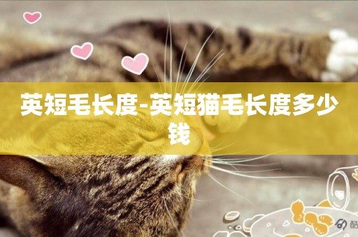英短毛長度-英短貓毛長度多少錢