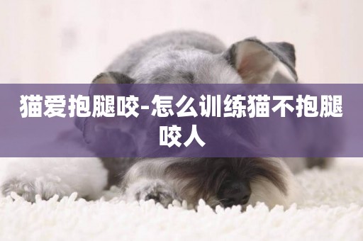 貓愛抱腿咬-怎么訓練貓不抱腿咬人