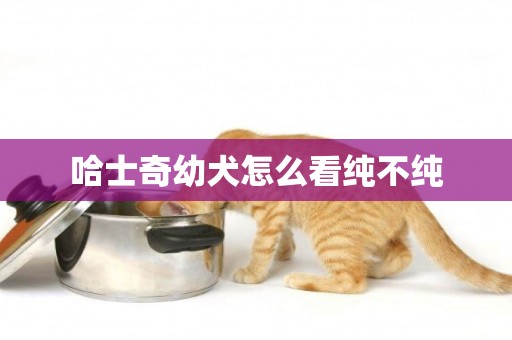 哈士奇幼犬怎么看純不純