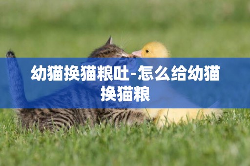 幼貓換貓糧吐-怎么給幼貓換貓糧