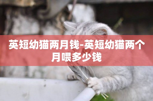 英短幼貓兩月錢-英短幼貓兩個月喂多少錢