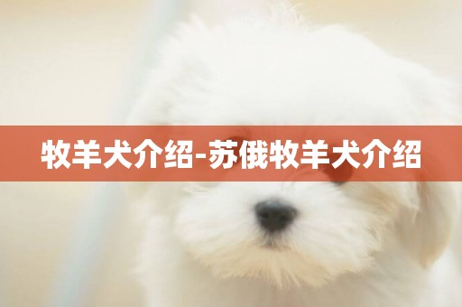 牧羊犬介紹-蘇俄牧羊犬介紹
