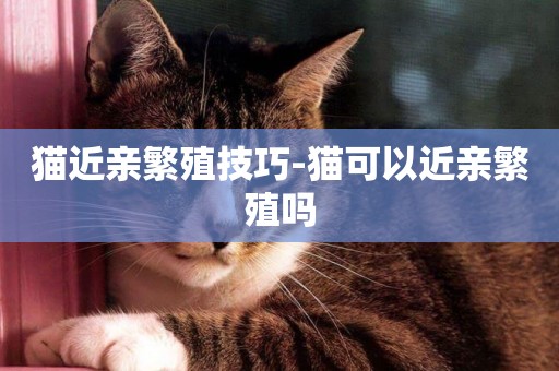 貓近親繁殖技巧-貓可以近親繁殖嗎