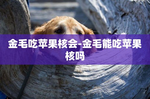 金毛吃蘋果核會-金毛能吃蘋果核嗎