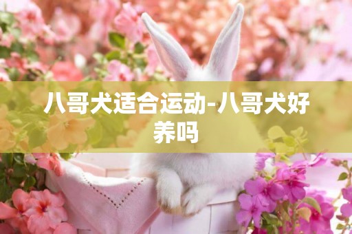 八哥犬適合運動-八哥犬好養嗎
