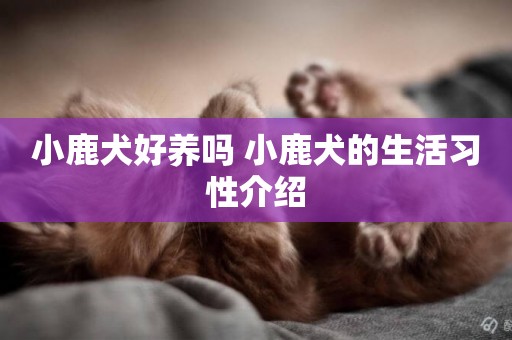 小鹿犬好養嗎 小鹿犬的生活習性介紹