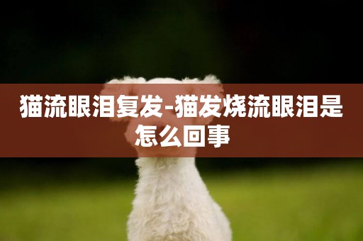 貓流眼淚復發-貓發燒流眼淚是怎么回事