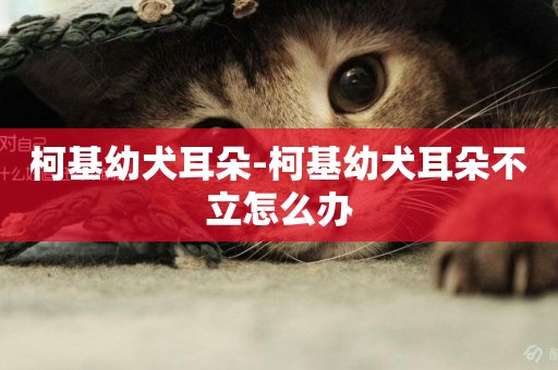 柯基幼犬耳朵-柯基幼犬耳朵不立怎么辦