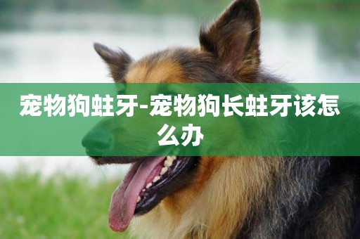 寵物狗蛀牙-寵物狗長蛀牙該怎么辦