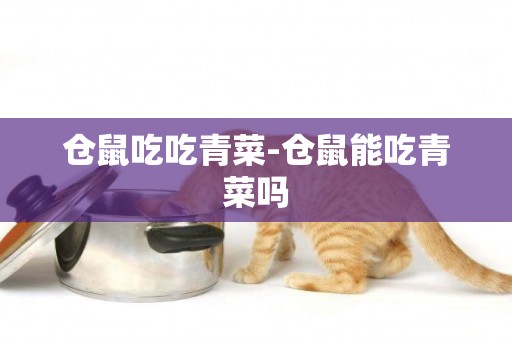 倉鼠吃吃青菜-倉鼠能吃青菜嗎