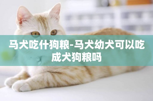 馬犬吃什狗糧-馬犬幼犬可以吃成犬狗糧嗎