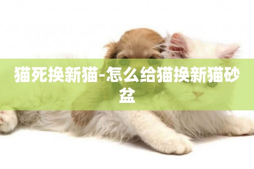 貓死換新貓-怎么給貓換新貓砂盆