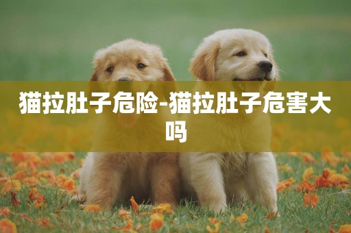 貓拉肚子危險-貓拉肚子危害大嗎