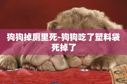 狗狗掉廁里死-狗狗吃了塑料袋死掉了