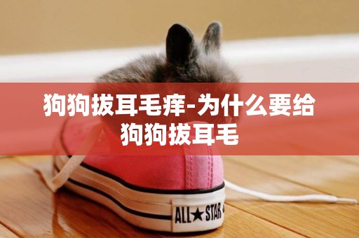 狗狗拔耳毛癢-為什么要給狗狗拔耳毛