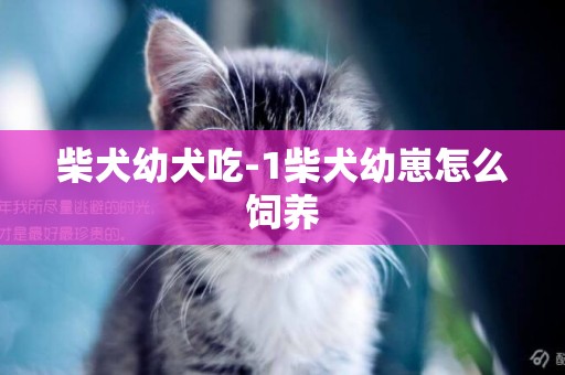 柴犬幼犬吃-1柴犬幼崽怎么飼養