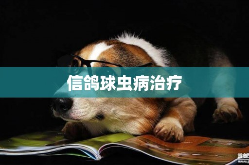信鴿球蟲病治療