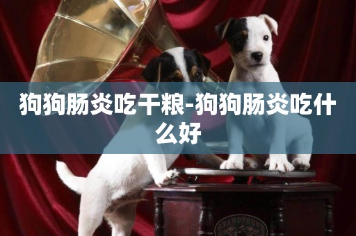 狗狗腸炎吃干糧-狗狗腸炎吃什么好