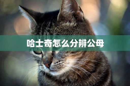 哈士奇怎么分辨公母