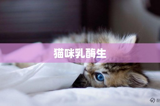 貓咪乳酶生