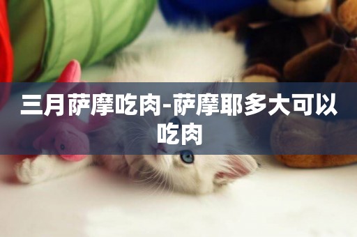 三月薩摩吃肉-薩摩耶多大可以吃肉
