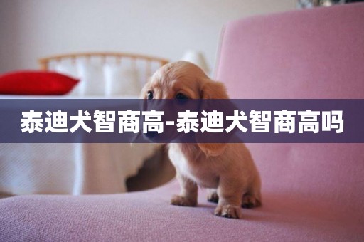 泰迪犬智商高-泰迪犬智商高嗎