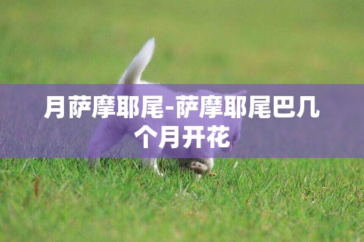 月薩摩耶尾-薩摩耶尾巴幾個月開花