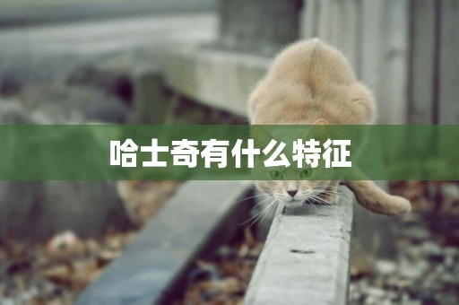 哈士奇有什么特征