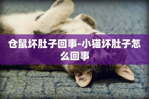 倉鼠壞肚子回事-小貓壞肚子怎么回事