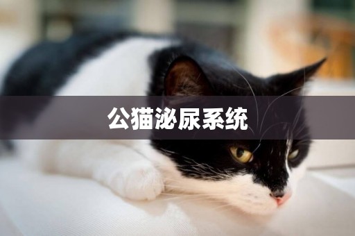 公貓泌尿系統