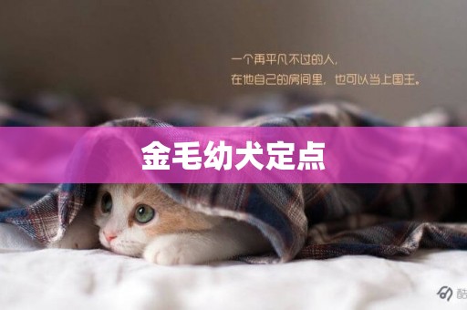 金毛幼犬定點