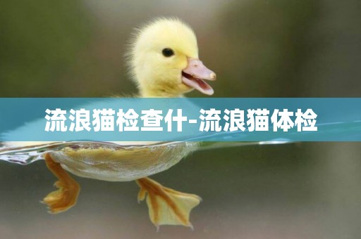 流浪貓檢查什-流浪貓體檢