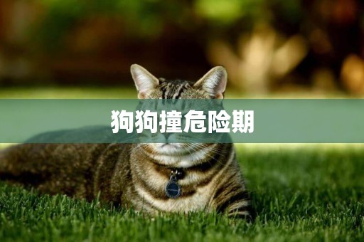 狗狗撞危險期