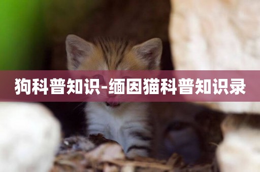 狗科普知識-緬因貓科普知識錄