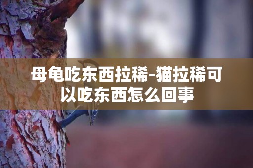 母龜吃東西拉稀-貓拉稀可以吃東西怎么回事