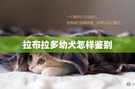 拉布拉多幼犬怎樣鑒別