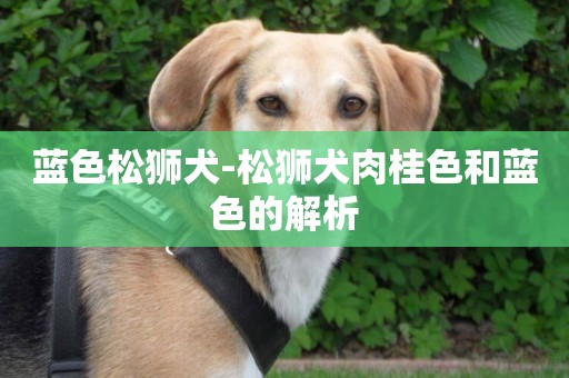 藍色松獅犬-松獅犬肉桂色和藍色的解析