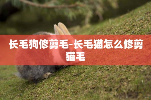 長毛狗修剪毛-長毛貓怎么修剪貓毛