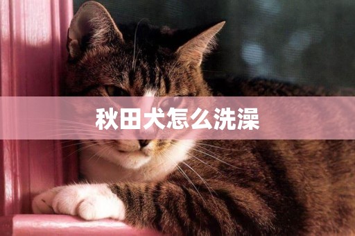 秋田犬怎么洗澡