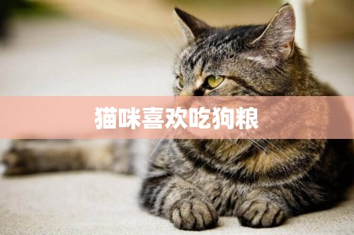 貓咪喜歡吃狗糧