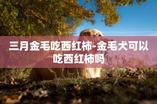三月金毛吃西紅柿-金毛犬可以吃西紅柿嗎
