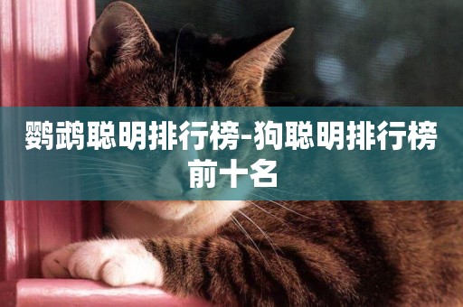 鸚鵡聰明排行榜-狗聰明排行榜前十名