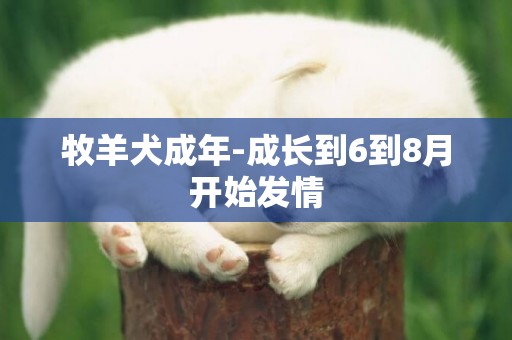 牧羊犬成年-成長到6到8月開始發情