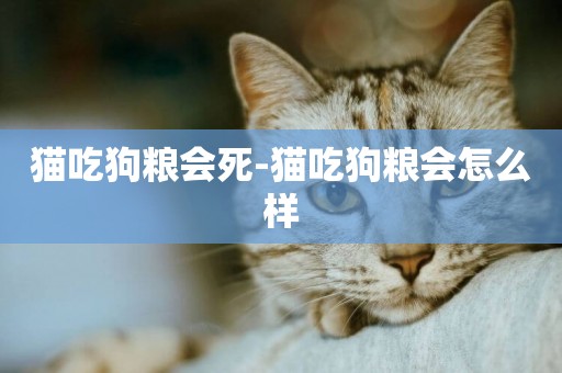 貓吃狗糧會死-貓吃狗糧會怎么樣