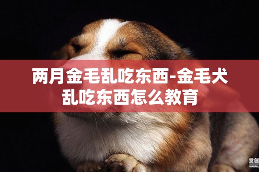 兩月金毛亂吃東西-金毛犬亂吃東西怎么教育