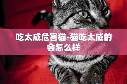 吃太咸危害貓-貓吃太咸的會怎么樣