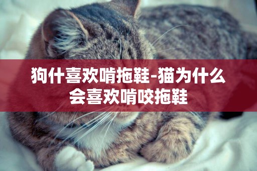 狗什喜歡啃拖鞋-貓為什么會喜歡啃咬拖鞋