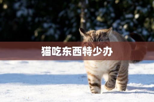 貓吃東西特少辦